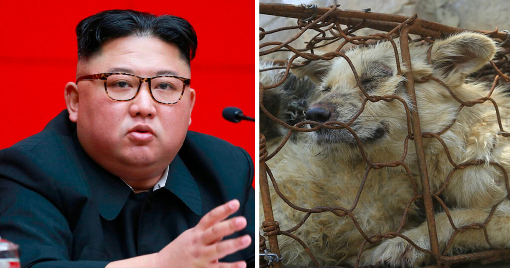 North Korea Collects Family Dogs For Slaughter During Food Shortage