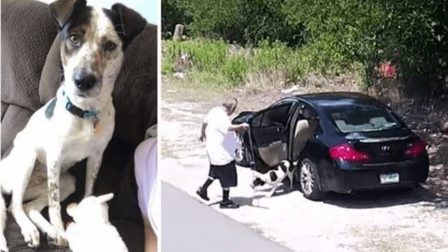 Man Caught On Camera Dumping Dog Turns Himself In G2altc