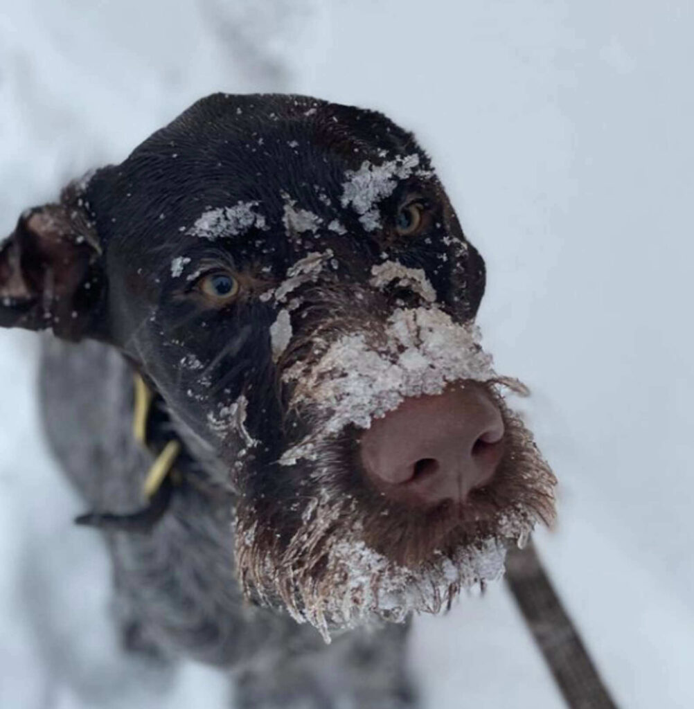 Dog Catches A Scent And Follows His Nose Into The Snowy Woods To A Lost ...