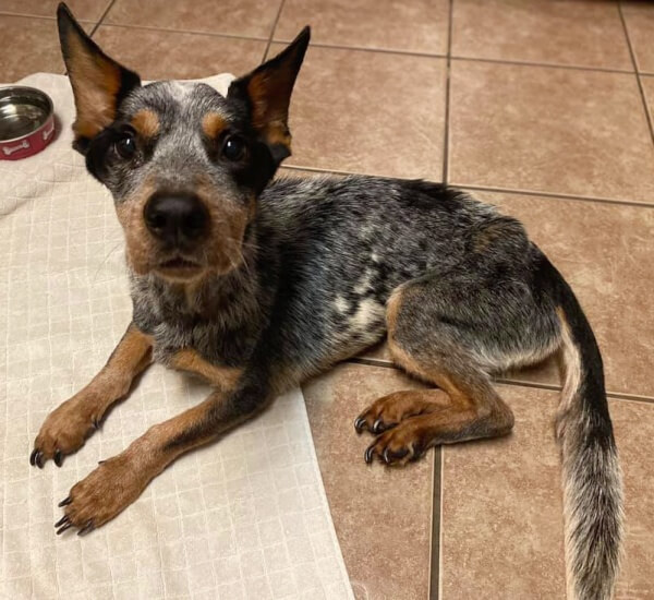 Family Adopts 40-Pound Dog At Shelter & Starves Him Down To 18 Pounds