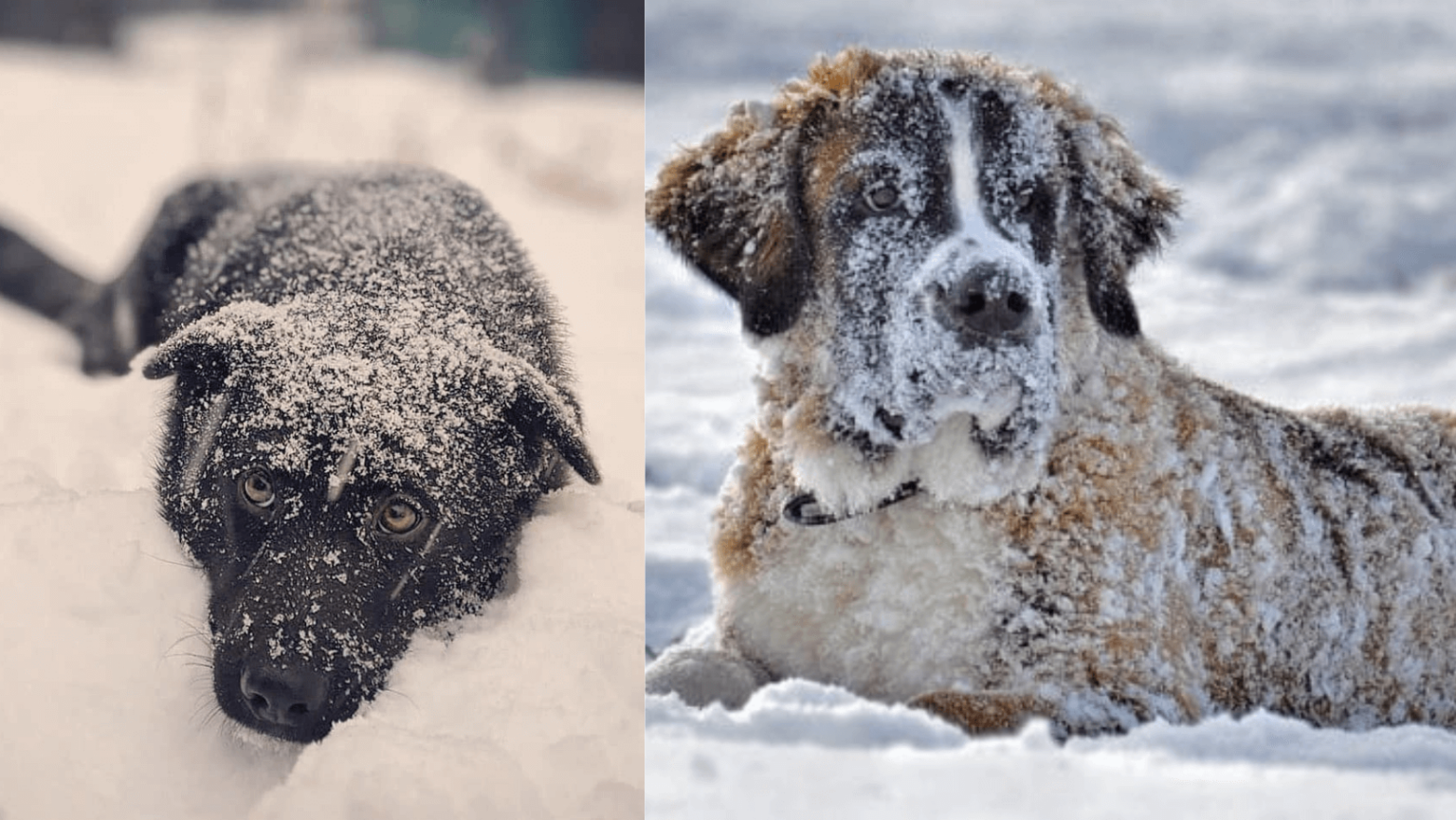 New Law Will Make It Illegal To Leave Dogs Outside In Extreme Weather