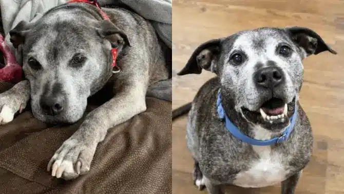 Abused Senior Finally Finds Her Forever Home After 10 Years In A ...