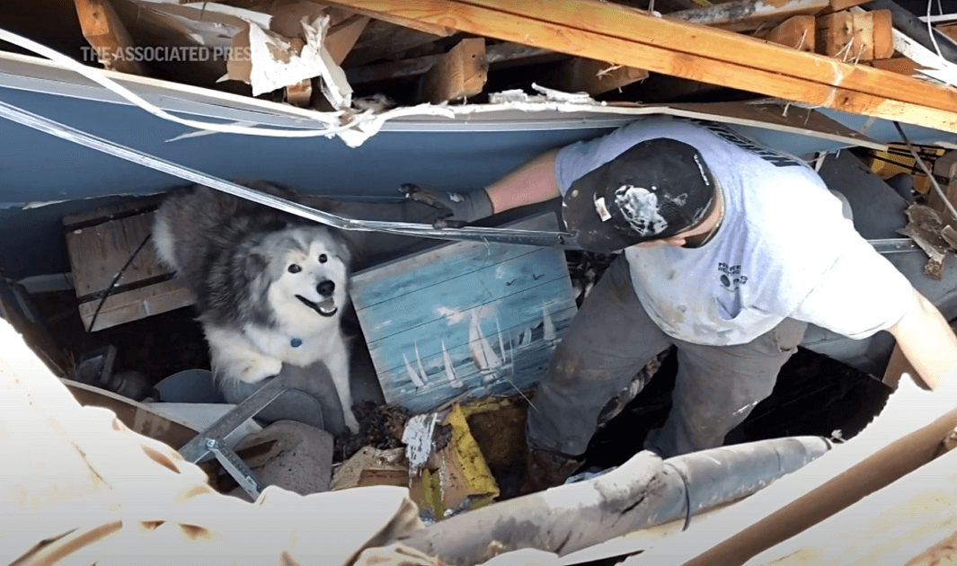 Family’s Dog Emerges From Rubble A Day After Deadly Tornado Ravaged ...