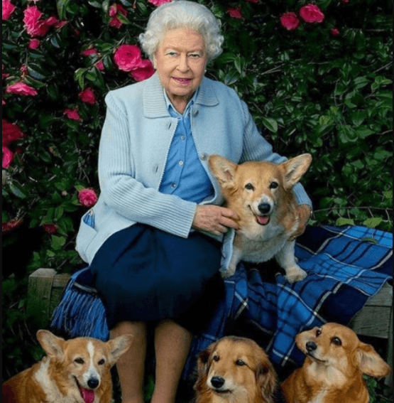 Queen Elizabeth Adds 2 New Corgi Pups To The Royal Family - G2a-ltc