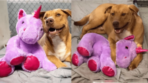 stray dog stuffed unicorn