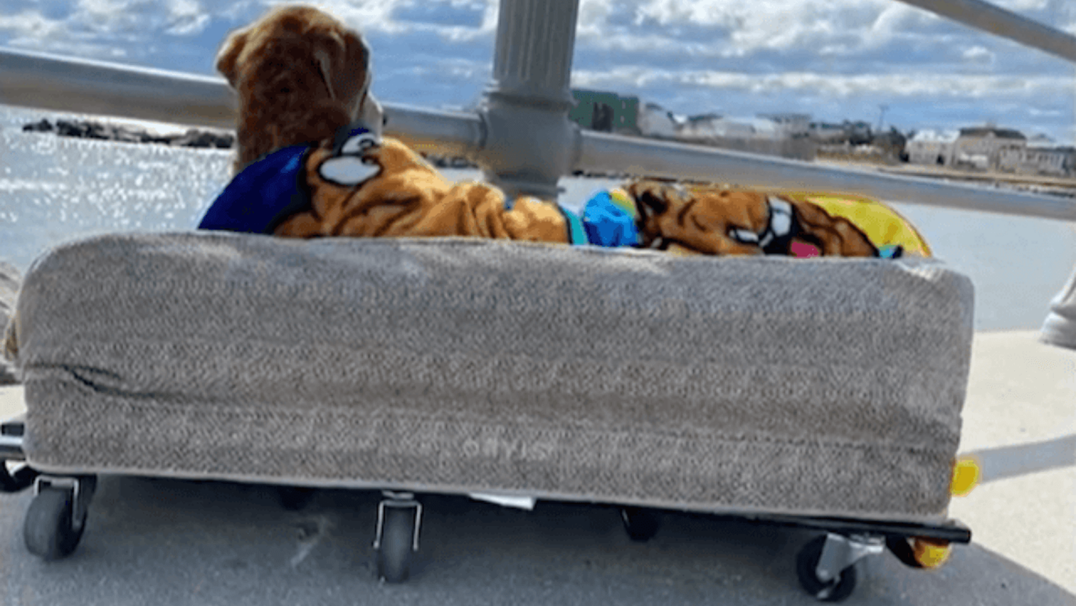 Family Creates Bed On Wheels For Elderly Dog’s Adventures G2altc