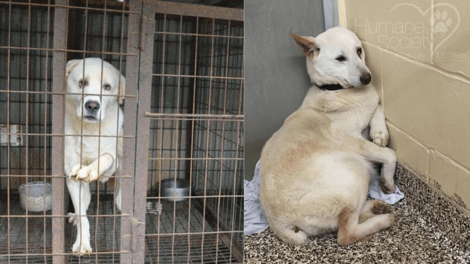 Terrified Dog Rescued From Meat Farm Has A Big Surprise G2altc