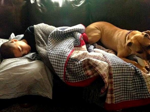 Pit Bull Wakes Mom Up With Odd Grumble And Leads Her To Unconsci