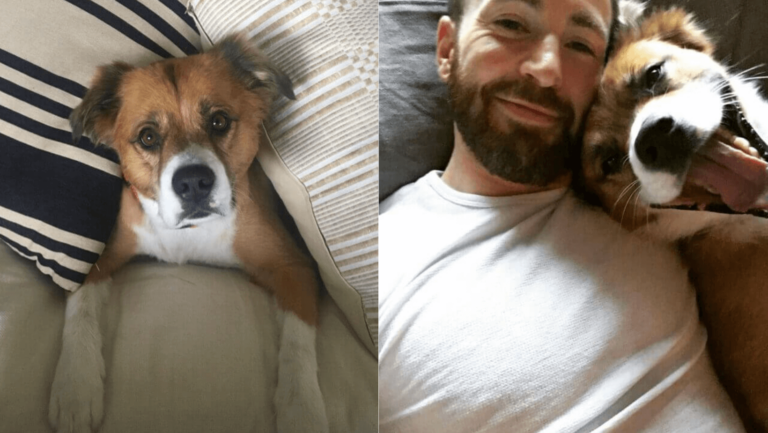 Chris Evans Reveals Sweet Video Of The Day He Met His Rescue Dog - G2a-ltc