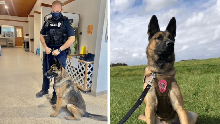 Overlooked Shelter Dog Becomes Police Department’s First K9 In Decades ...