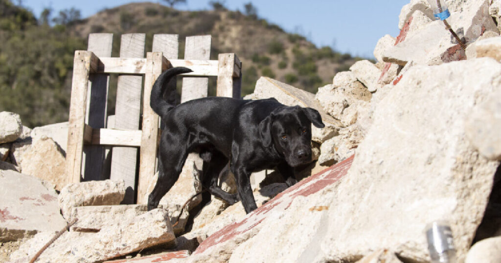 Homeless Labrador Becomes Superstar Search And Rescue Dog - G2a-ltc