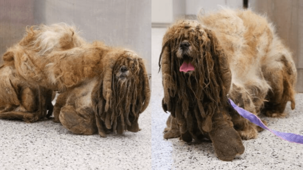 Matted Shih Tzu Is Unrecognizable After Being Freed From 6 Pounds Of Hair G2altc