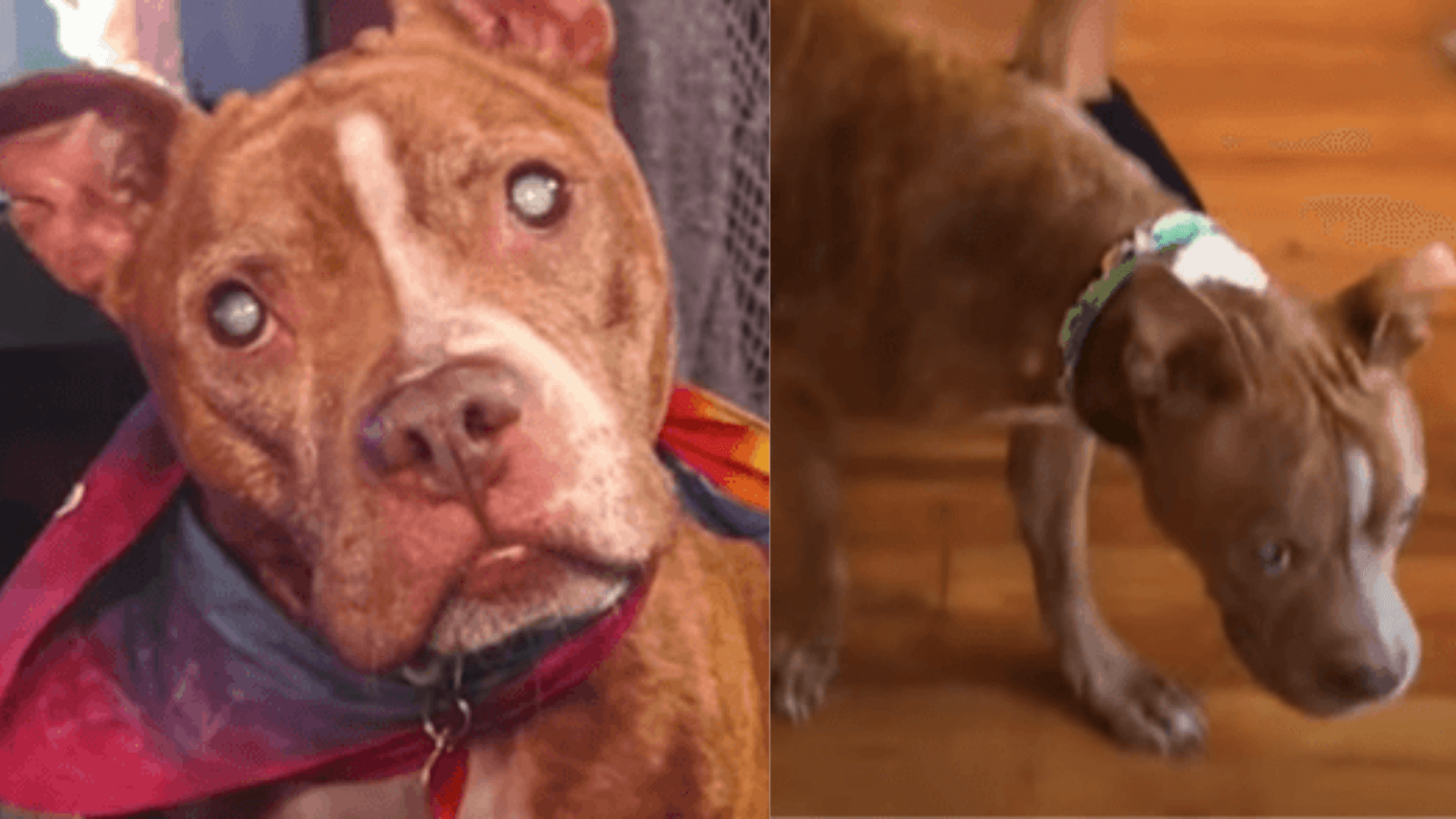 Blind Pit Bull Gets Her Vision Back And Sees Her Foster Parents For The ...