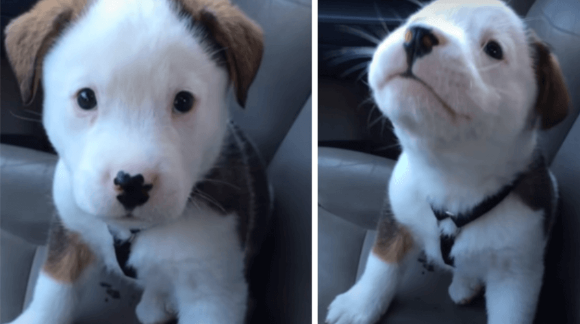 adorable-puppy-hiccups-for-the-first-time-panics-and-tries-to-make-it