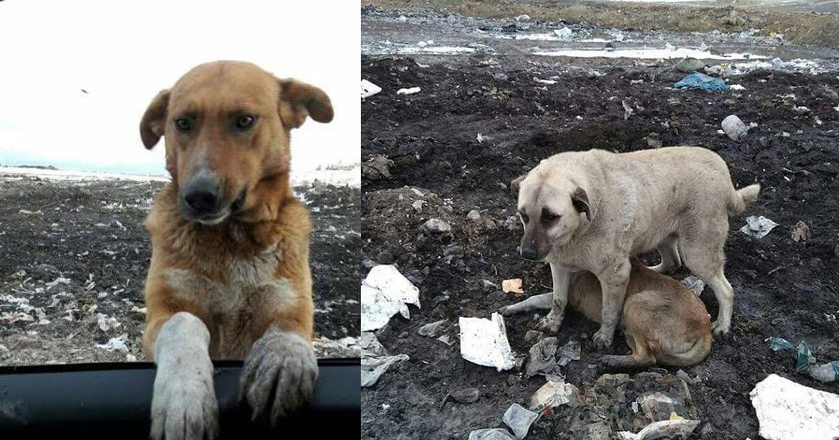 Dog Living At A Garbage Dump Begged People To Take Him Home But No One ...